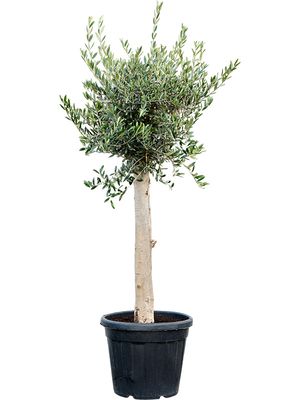 Olea europaea (160-180), Stamm, im 40cm Topf, Hhe 170cm, Breite 55cm