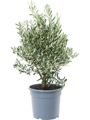 Olea europaea, Busch, im 28cm Topf, Hhe 80cm, Breite 40cm
