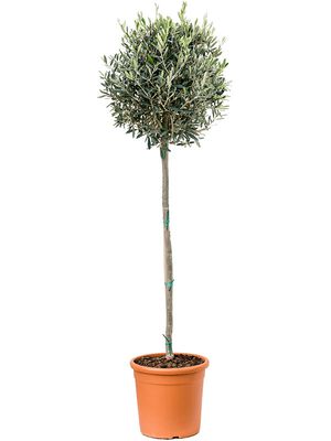 Olea europaea, Stamm (90), im 33cm Topf, Höhe 170cm, Breite 50cm
