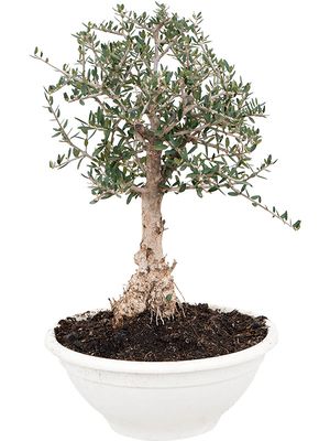 Olea europaea 'Sylvestris', Bonsai 30-60, im 28cm Topf, Hhe 45cm, Breite 30cm