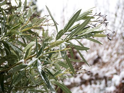 Verträgt ein Oleander Frost? Frostschutz und Pflege beim Oleander