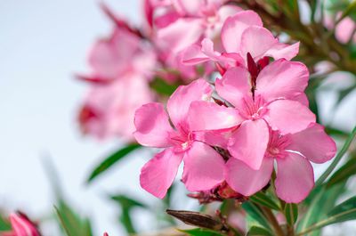 Oleander pflegen - die wichtigsten Tipps