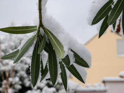 Oleander überwintern: So bringen Sie den Oleander durch den Winter