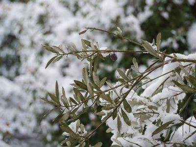 Olivenbaum im Winter Lubera