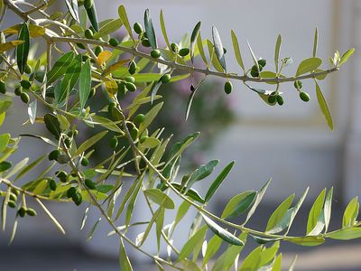 Wie Ihr den Olivenbaum dngen knnt
