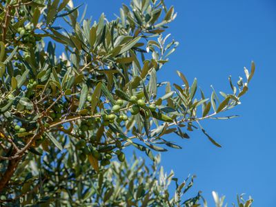 Oliven ernten gelingt auch hierzulande