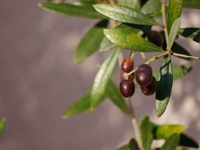 Wann kann man den Olivenbaum rausstellen?