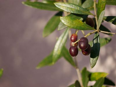 Wie Ihr Euren Olivenbaum pflegen müsst - ein Erfahrungsbericht