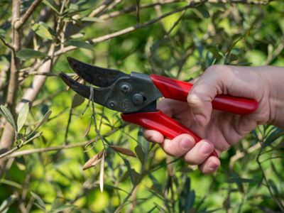 Pflanzen schneiden - so erzieht ihr eure Garten- und Kübelpflanzen