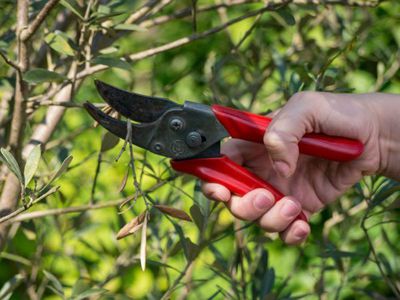 Pflanzen schneiden - so erzieht ihr eure Garten- und Kbelpflanzen