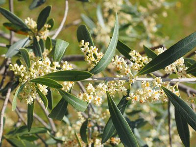 essbare Oliven Früchte Pflanze 60-80cm Frost Olea europaea Olivenbaum 