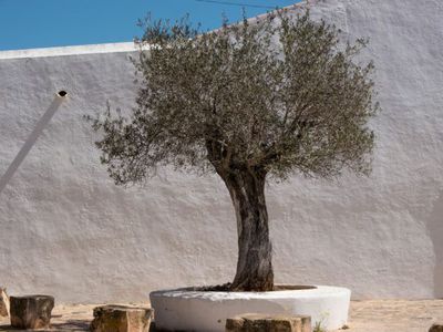 Wann sind Olivenbäume winterhart?