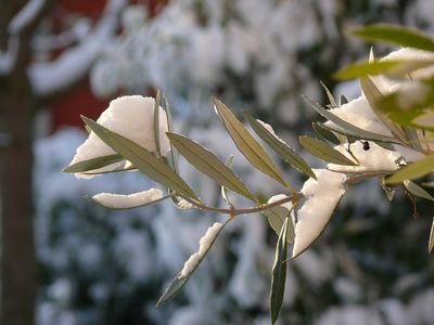 Exotische Pflanzen im Winter schützen - Winterschutz und -quartier