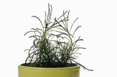 Olivenkraut &ndash; Pflege und Vermehrung der Santolina viridis