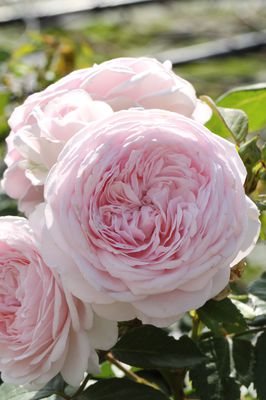 Rose 'Olivia Rose Austin'