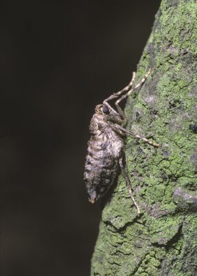 Operopthera brumata, Frostspanner, Weibchen, flugunfhig, an Stamm