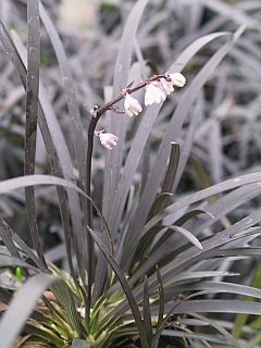 Ophiopogon planiscapus 'Nigrescens' Lubera