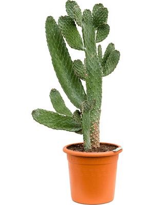 Opuntia consolea, Verzweigt, im 29cm Topf, Hhe 100cm, Breite 50cm