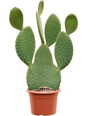 Opuntia galapageia, Verzweigt, im 25cm Topf, Hhe 70cm, Breite 40cm