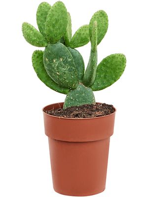 Opuntia inamoena, Verzweigt, im 17cm Topf, Hhe 30cm, Breite 25cm