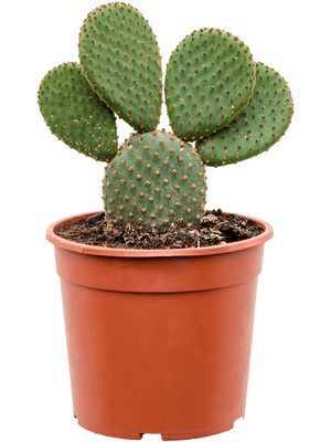 Opuntia microdasys 'Rufida', Verzweigt, im 17cm Topf, Hhe 40cm, Breite 25cm