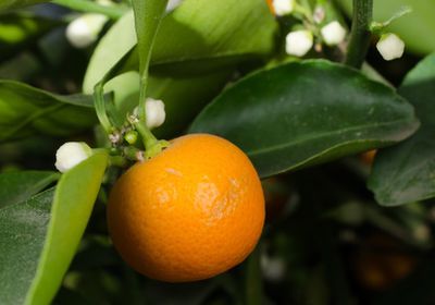 Zwergorange, Citrus mitis, orangenbaum kaufen
