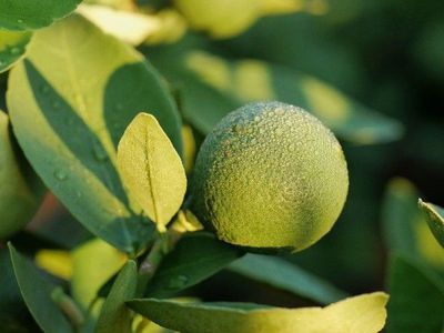 Soll ich den Orangenbaum rausstellen? Frühjahrsbeginn für die Orange