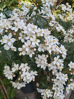 Orangenblume 'Greenfingers', Choisa ternata Greenfingers 