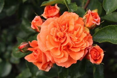 kordes rosen