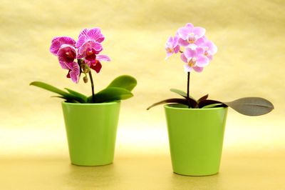 Mini Orchideen &ndash; so pflege ich sie richtig