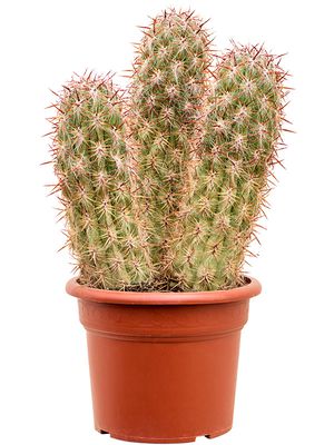 Oreocereus celsianus, im 30cm Topf, Hhe 70cm, Breite 40cm