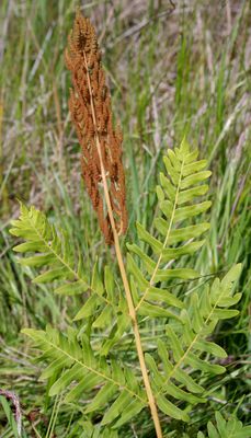 Osmunda regalis