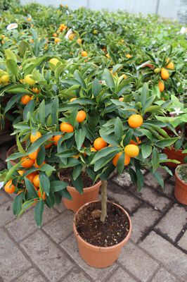 Ovale Kumquat Ovale Kumquat