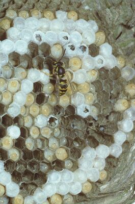 Wespennest, Paravespula