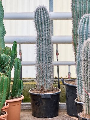 Pachycereus pringlei (130-150), im 35cm Topf, Hhe 140cm, Breite 25cm