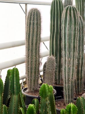 Pachycereus pringlei (160-180), im 55cm Topf, Hhe 170cm, Breite 40cm