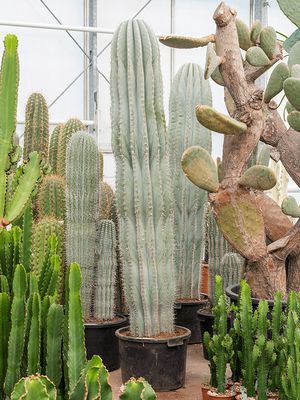 Pachycereus pringlei (160-200), im 45cm Topf, Hhe 160cm, Breite 40cm