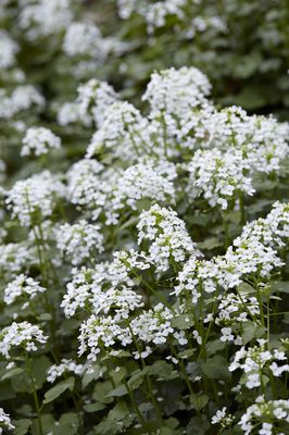 Pachyphragma macrophylla