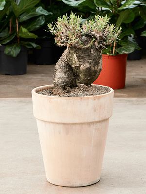 Pachypodium bispinosum, Verzweigt, im 35cm Topf, Hhe 75cm, Breite 35cm