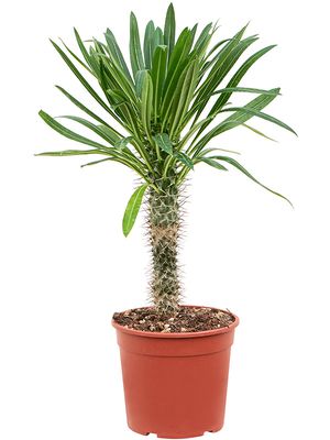 Pachypodium lamerei (50-60), Stamm, im 17cm Topf, Hhe 55cm, Breite 35cm