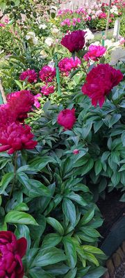 Paeonia x lactiflora 'Adolphe Rousseau, Paeonia x lactiflora 'Adolphe Rousseau