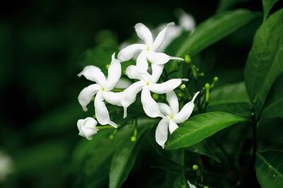 Wissenswertes über die Jasminblüte
