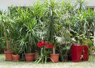 Palmenarten-Liste: Palmen f&uuml;r den Garten &amp; als Zimmerpflanze f&uuml;r Zuhause