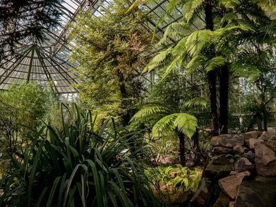 Baumfarn Dicksonia antarctica - pflegeleichte Urzeitpflanze