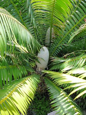 Palmfarn, Cycras Pflege: Standort, Vermehrung, Krankheiten