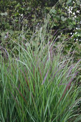 Panicum virgatum 'Rotstrahlbusch'