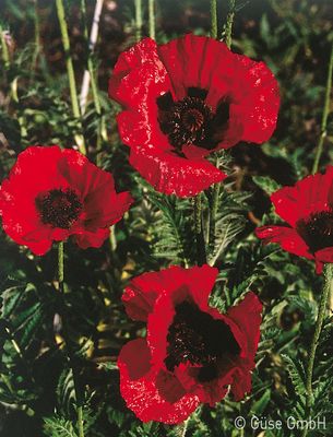 Papaver orientale 'Beauty of Livermere', Orientalischer Mohn 'Beauty of Livermere'