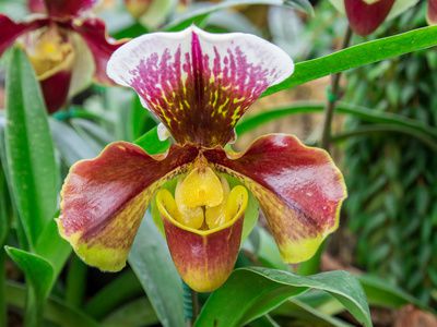 Paphiopedilum: Pflege der Frauenschuh-Orchidee