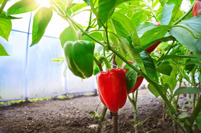 Paprika pflanzen &#8211; Die wichtigsten Tipps zum Anbau und zur Pflege der Paprika