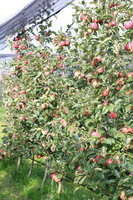 Apfel Paradis® Ladylike Apfel Paradis® Ladylike